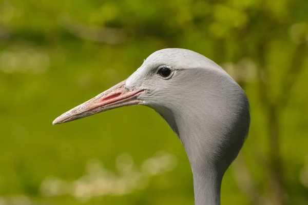 Paradiskran Parken — Stockfoto