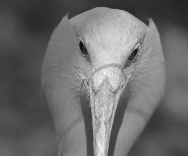 Grue Paradisiaque Dans Parc — Photo