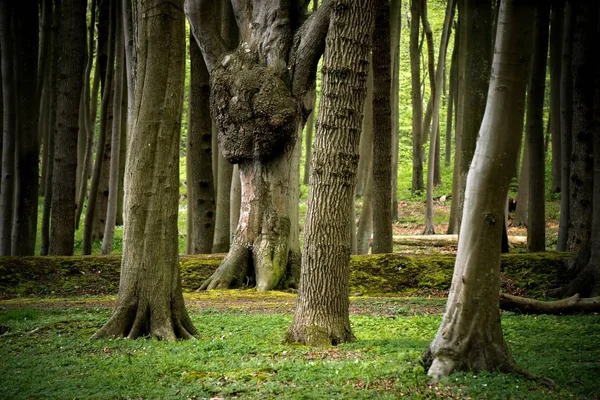 Vacker Utsikt Över Naturen — Stockfoto