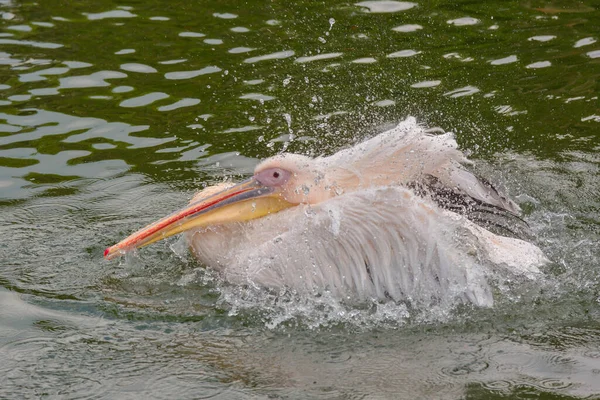 Scenic View Pelican Birds Wild Nature — Stock Photo, Image