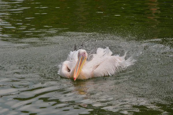 Vista Panorâmica Das Aves Pelicanas Natureza Selvagem — Fotografia de Stock