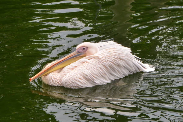 Pelikan Kuşlarının Vahşi Doğadaki Manzarası — Stok fotoğraf