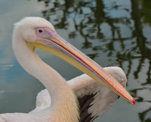 Живописный Вид Пеликанов Дикую Природу — стоковое фото
