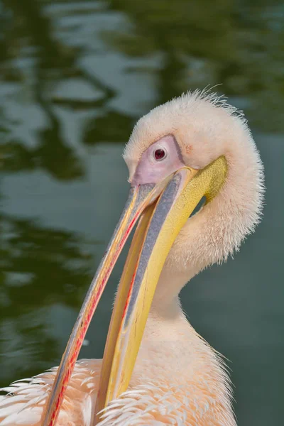 Vue Panoramique Sur Les Oiseaux Pélican Nature Sauvage — Photo