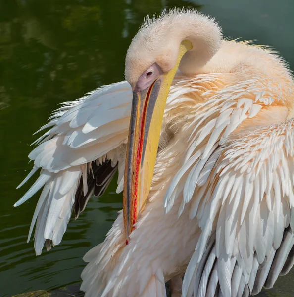 Vista Panorâmica Das Aves Pelicanas Natureza Selvagem — Fotografia de Stock