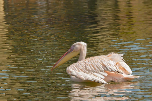 Malerischer Blick Auf Pelikane Wilder Natur — Stockfoto