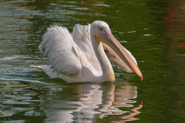 Malerischer Blick Auf Pelikane Wilder Natur — Stockfoto