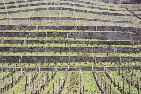 Agricultura Rural Paisaje Viñedos Con Plantas Árboles — Foto de Stock