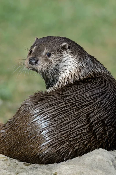 Otter Aquatics Animal Mammal — Stock Photo, Image