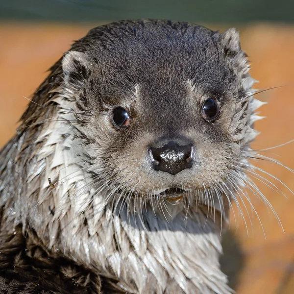 Portrait Une Loutre Rivière — Photo