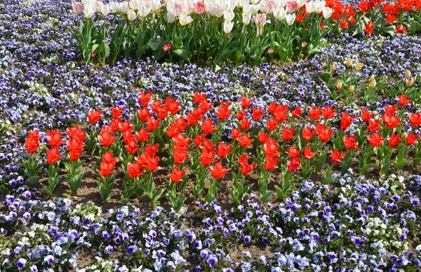 Flores Tulipas Florescendo Prado Flora Primavera — Fotografia de Stock