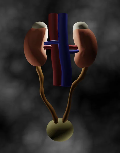 Njure Två Bönformade Organ — Stockfoto