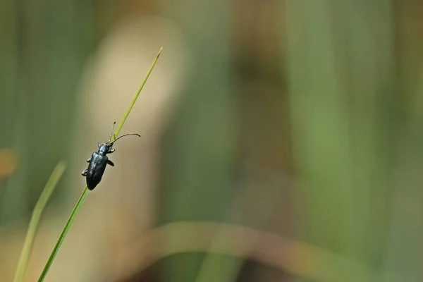 Pek Küvet Böceği Plateumaris Sericea — Stok fotoğraf