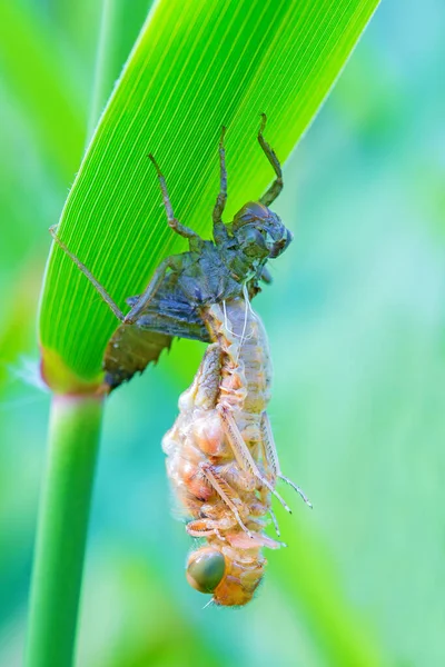 Trollslända Insekt Natur Och Entomologi — Stockfoto