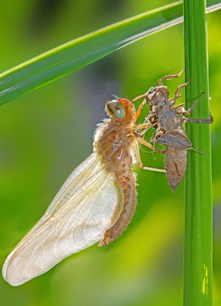 Owady Ważki Przyroda Entomologia — Zdjęcie stockowe