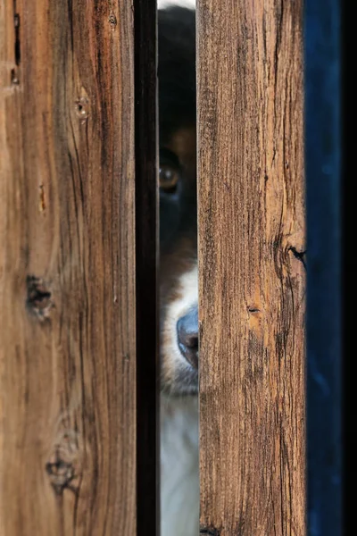 Гірський Собака Дивиться Через Паркан — стокове фото