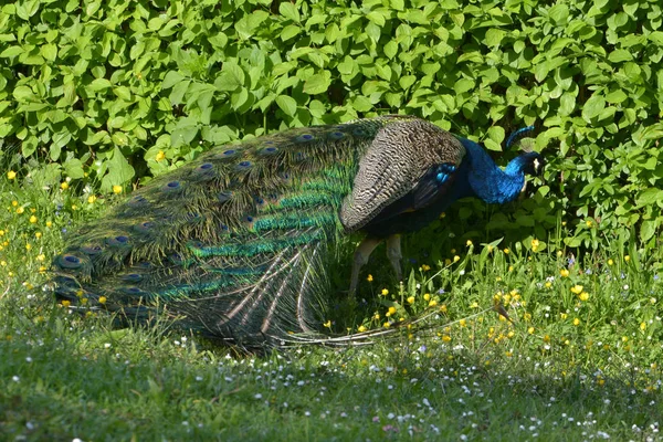 Malerischer Blick Auf Pfauenvogel Freier Wildbahn — Stockfoto