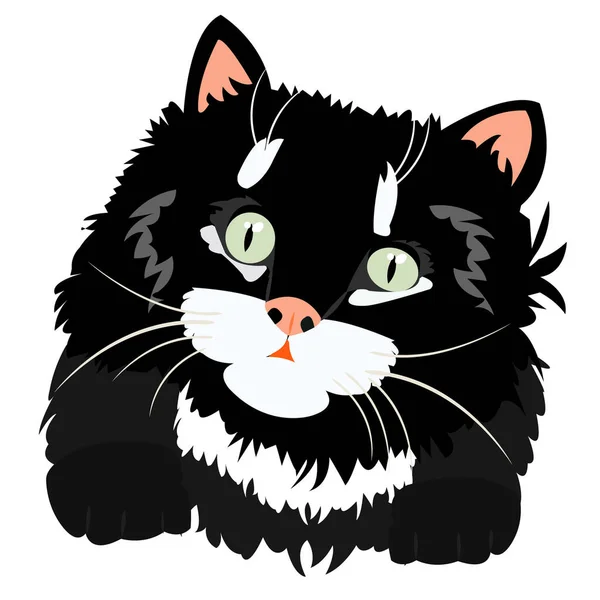 Black Kitty White Background — Stock Photo, Image