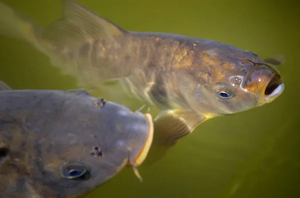 Dua Ikan Mas Terengah Engah — Stok Foto