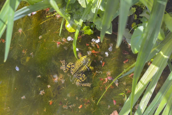 池塘里的海青蛙 — 图库照片