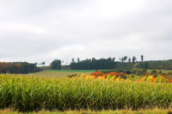 Rośliny Uprawne Kukurydzy Plantacja Rolnicza — Zdjęcie stockowe