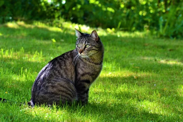 Gatto Giardino — Foto Stock