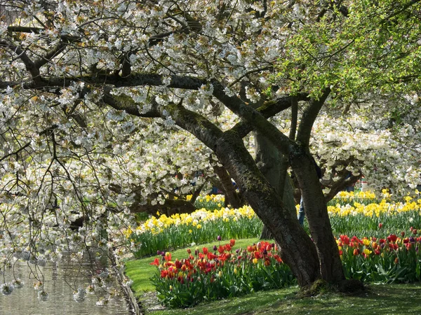 Flowers Spring — Stock Photo, Image