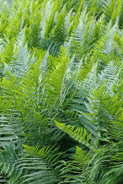 Worm Fern Dryopteris Filix Mas —  Fotos de Stock