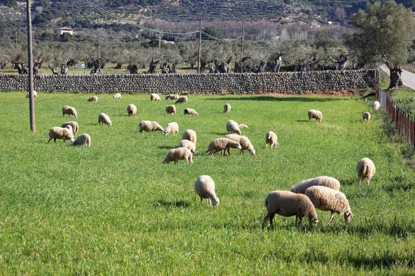 Γραφική Θέα Της Φύσης Σκηνή — Φωτογραφία Αρχείου