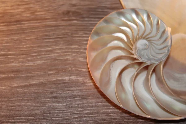 Nautilus Shell Symmetry Fibonacci Half Cross Section Spirale Golden Ratio — Foto Stock