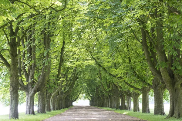 Kastanienallee Decksteiner Weiher Colonia — Foto Stock