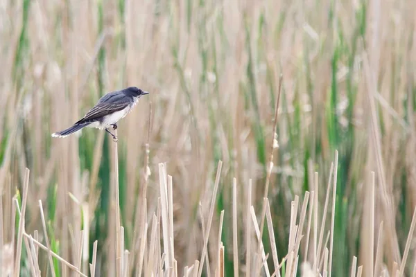 Uccello Reale Orientale Protegge Suo Territorio Nelle Zone Umide — Foto Stock