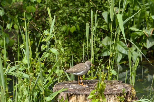 Живописный Вид Красивую Птицу Редшанк — стоковое фото