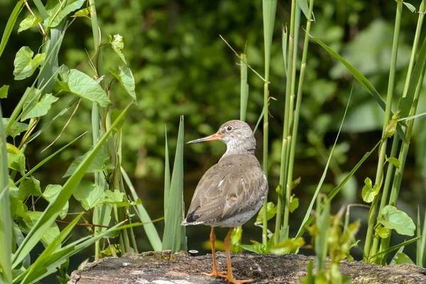 Redshank Сидит Пне — стоковое фото