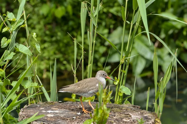 Vista Panorámica Del Hermoso Pájaro Redshank —  Fotos de Stock