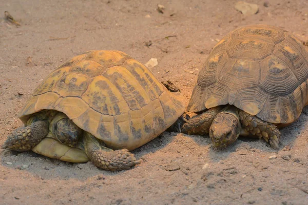 Черепахи Животные Фауна Природы — стоковое фото