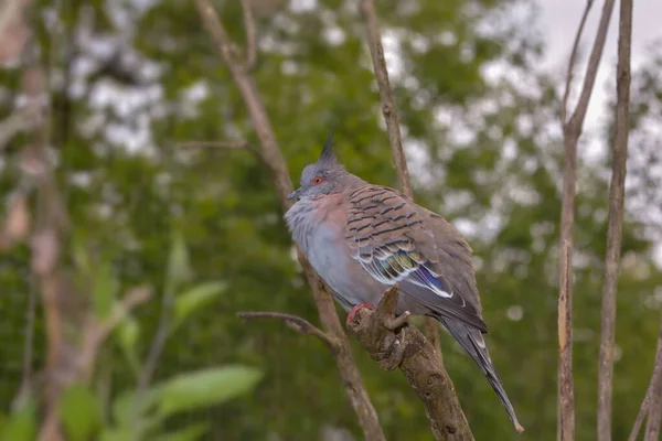 Scenic View Pigeon Birds — Stock Photo, Image