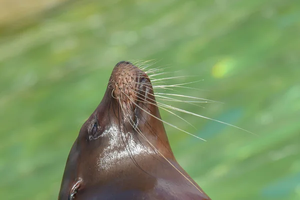 Zeeleeuw Zeedier — Stockfoto