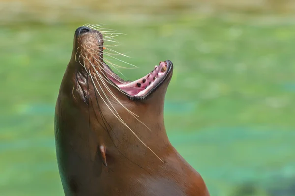 Leone Marino Animale Marino — Foto Stock