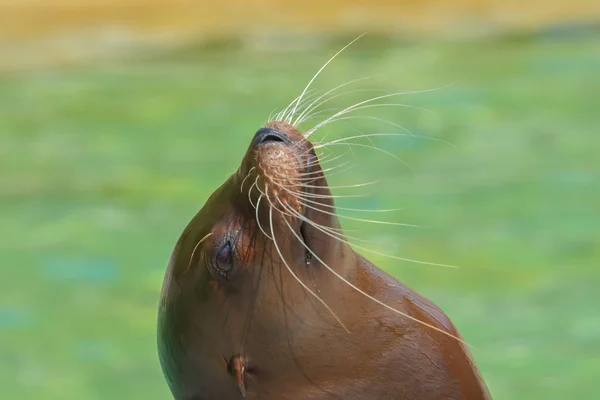 Zeeleeuw Zeedier — Stockfoto