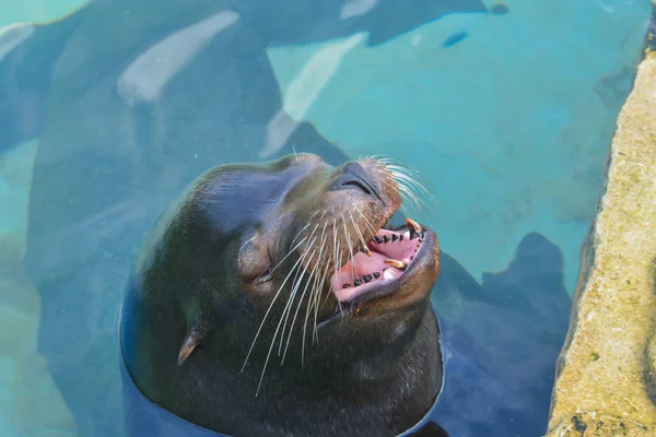 Deniz Aslanı Deniz Hayvanı — Stok fotoğraf