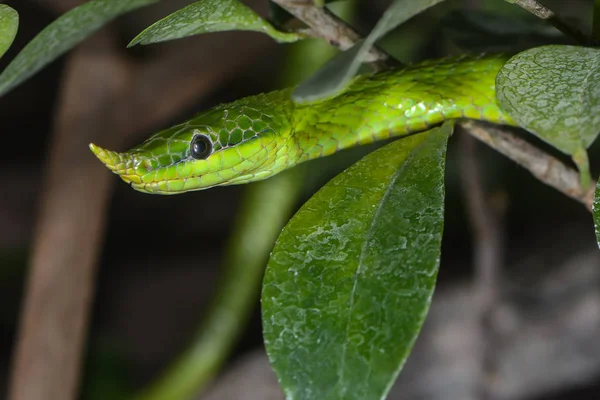 ベトナムの長い鼻のヘビ — ストック写真