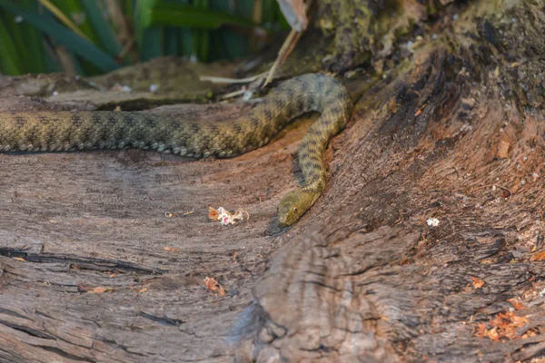 Ζάρια Φίδι Χλωρίδα Και Πανίδα — Φωτογραφία Αρχείου