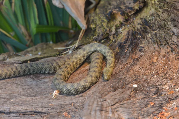 Snake Animal World Snake Skin — Stock Photo, Image