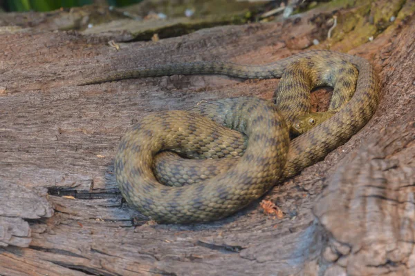 Serpente Mundo Animal Pele Cobra — Fotografia de Stock