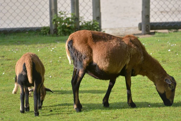 Chèvres Sur Prairie Caressante — Photo