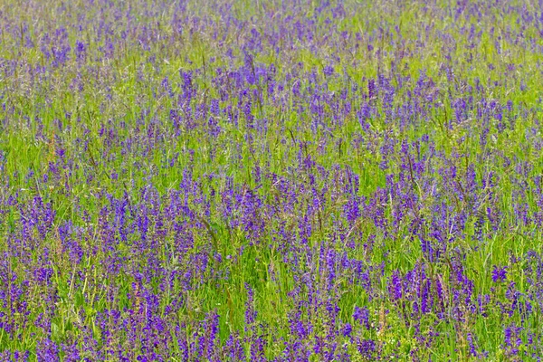 Vue Sur Belle Prairie Verte — Photo