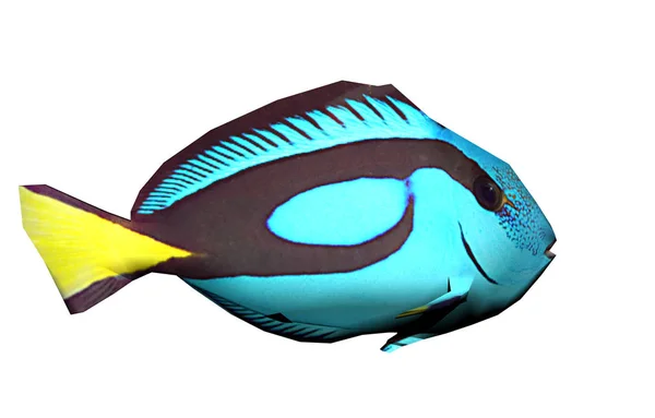 Тропическая Рыба Подводная Фауна — стоковое фото