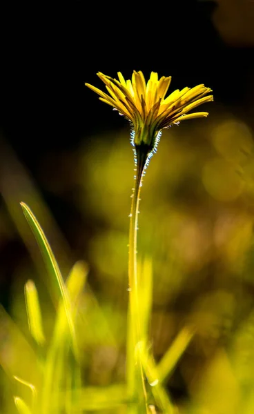 Žluté Květy Černém Pozadí — Stock fotografie