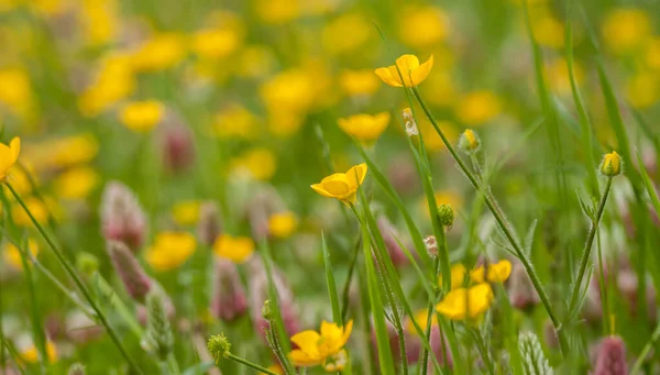 Vilda Fältet Blommor Gult Och Violett Grönt Gräs Bakgrund — Stockfoto